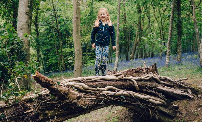 Gogerddan Wood